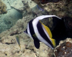 Heniochus acuminatus