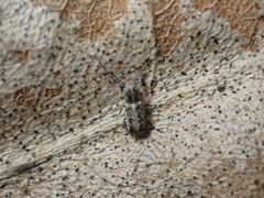 Euciodes suturalis