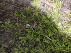 Scoparia minusculalis