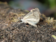 Scoparia minusculalis