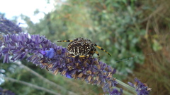 Neoscona orizabensis