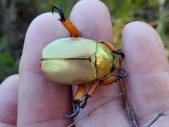 Anoplognathus viridiaeneus