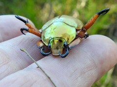 Anoplognathus viridiaeneus