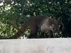 Nasua narica nelsoni