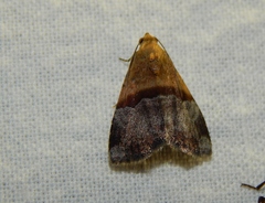 Ozarba megaplaga