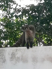 Nasua narica nelsoni