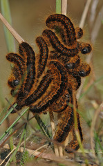 Malacosoma franconicum