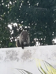 Nasua narica nelsoni