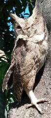 Otus bakkamoena