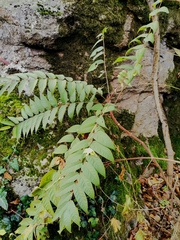 Magnoliopsida