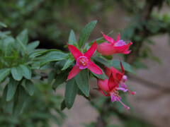 Fuchsia lycioides