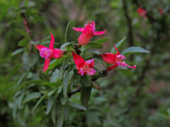 Fuchsia lycioides