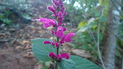 Salvia iodantha