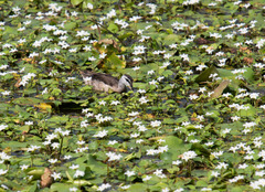 Nettapus coromandelianus