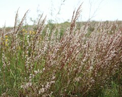 Schizachyrium littorale