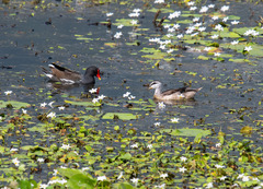 Nettapus coromandelianus