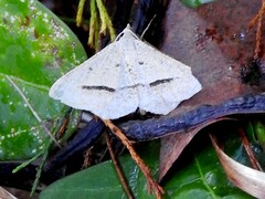 Isturgia penthearia
