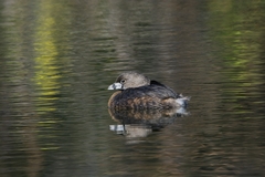 Podilymbus podiceps