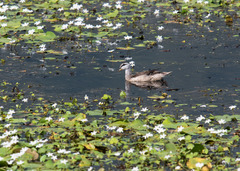 Nettapus coromandelianus