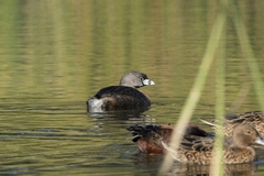 Podilymbus podiceps