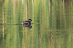 Podilymbus podiceps