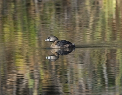 Podilymbus podiceps