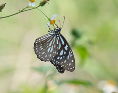 Tirumala limniace limniace