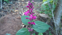 Salvia iodantha