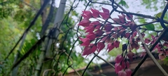 Clerodendrum