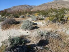 Kallstroemia californica