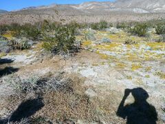 Kallstroemia californica