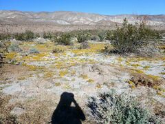 Kallstroemia californica