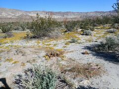Kallstroemia californica