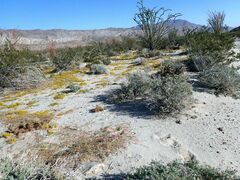 Kallstroemia californica