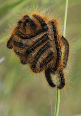 Malacosoma franconicum