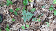 Sceptridium multifidum