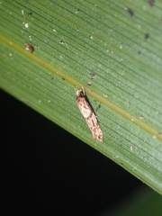 Crypsitricha roseata