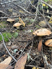 Suillus caerulescens