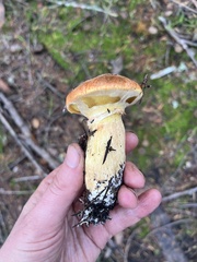 Suillus caerulescens