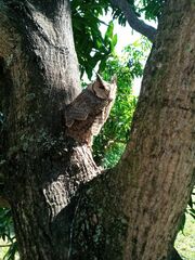 Otus bakkamoena