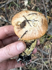 Suillus caerulescens