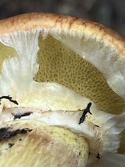 Suillus caerulescens