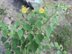 Abutilon abutiloides