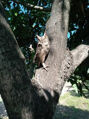 Otus bakkamoena