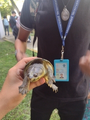 Claudius angustatus