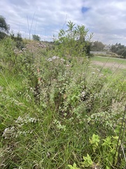 Stevia ovata