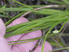 Thysanotus multiflorus