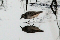 Calidris pusilla