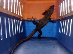 Ctenosaura acanthura