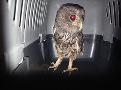 Strix virgata